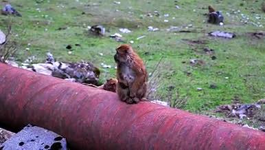 西藏公路边小猴子视频的预览图
